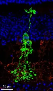 neurones rétiniens